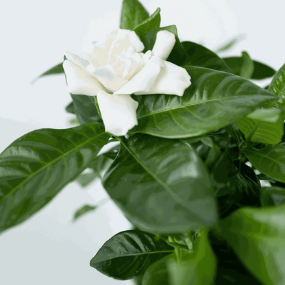 Cape Jasmine Gardenia Jasminoides Plant - Height 20-30cm