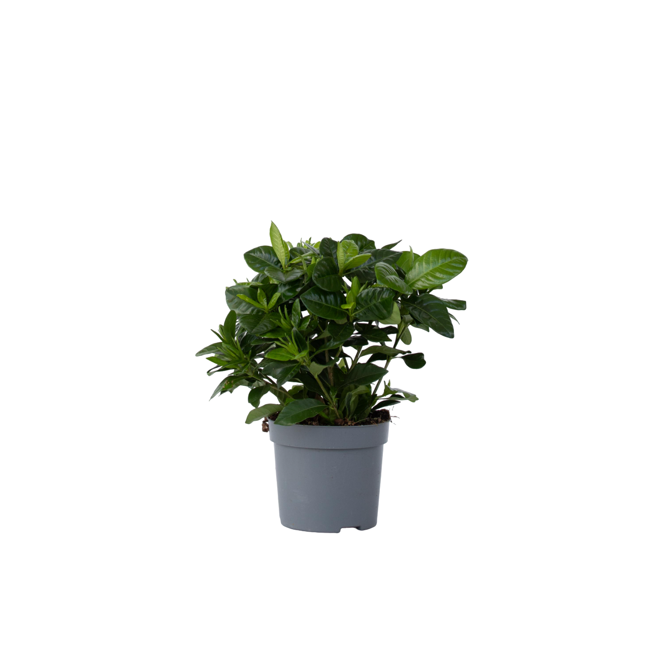 Cape Jasmine Gardenia Jasminoides Plant - Height 20-30cm