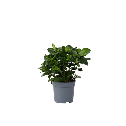 Cape Jasmine Gardenia Jasminoides Plant - Height 20-30cm