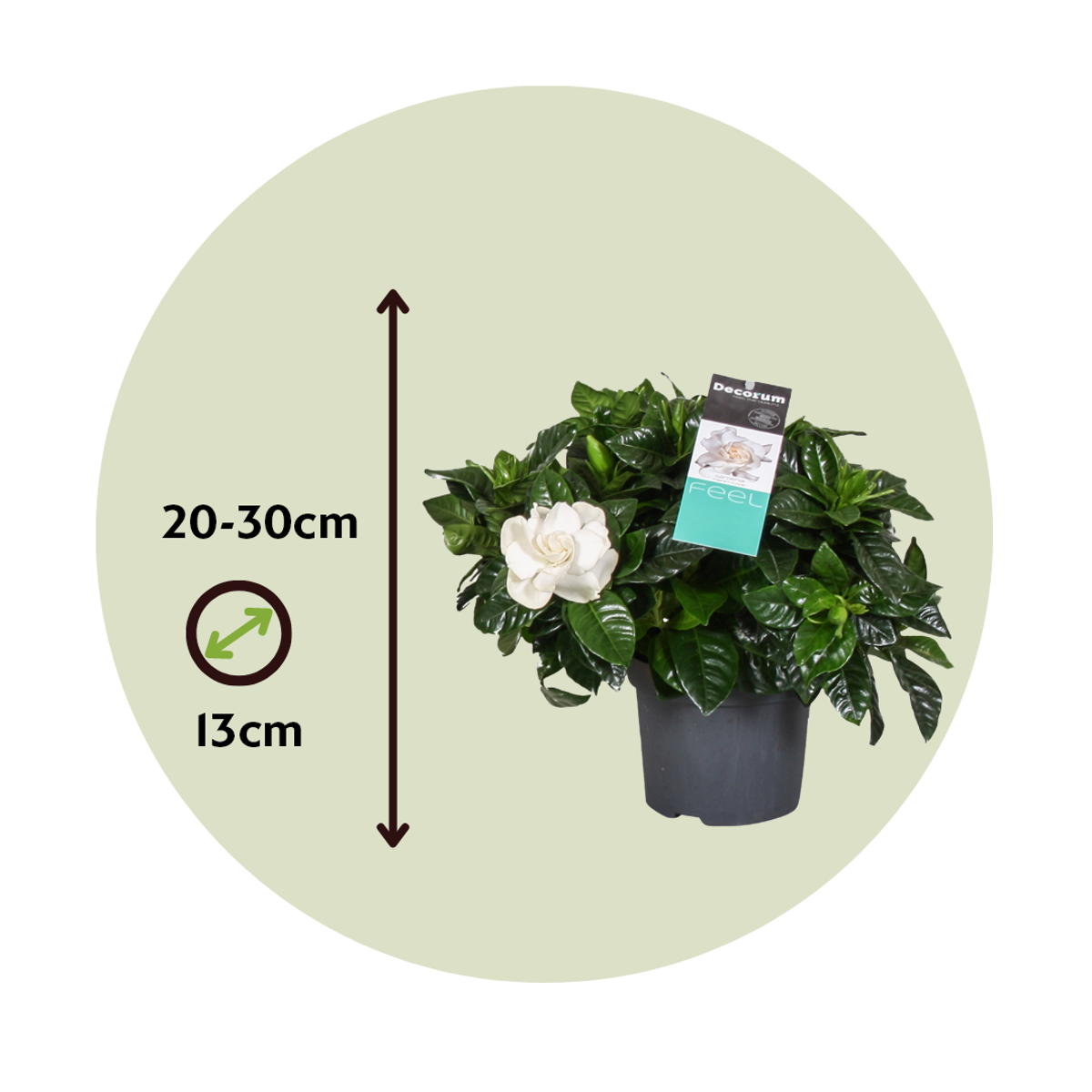 Cape Jasmine Gardenia Jasminoides Plant - Height 20-30cm