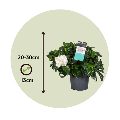 Cape Jasmine Gardenia Jasminoides Plant - Height 20-30cm