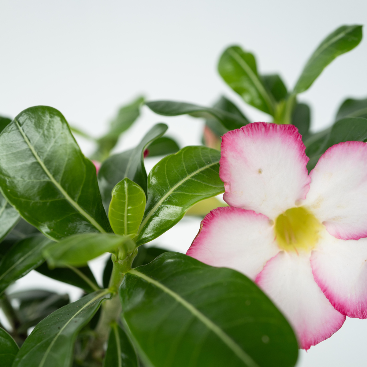 Desert Rose Plant Adenium Obesum Pink Star - Height 30-45cm