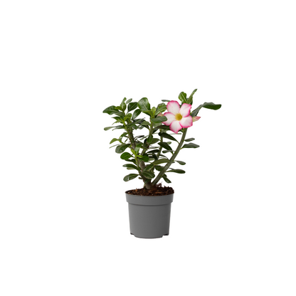 Desert Rose Plant Adenium Obesum Pink Star - Height 30-45cm