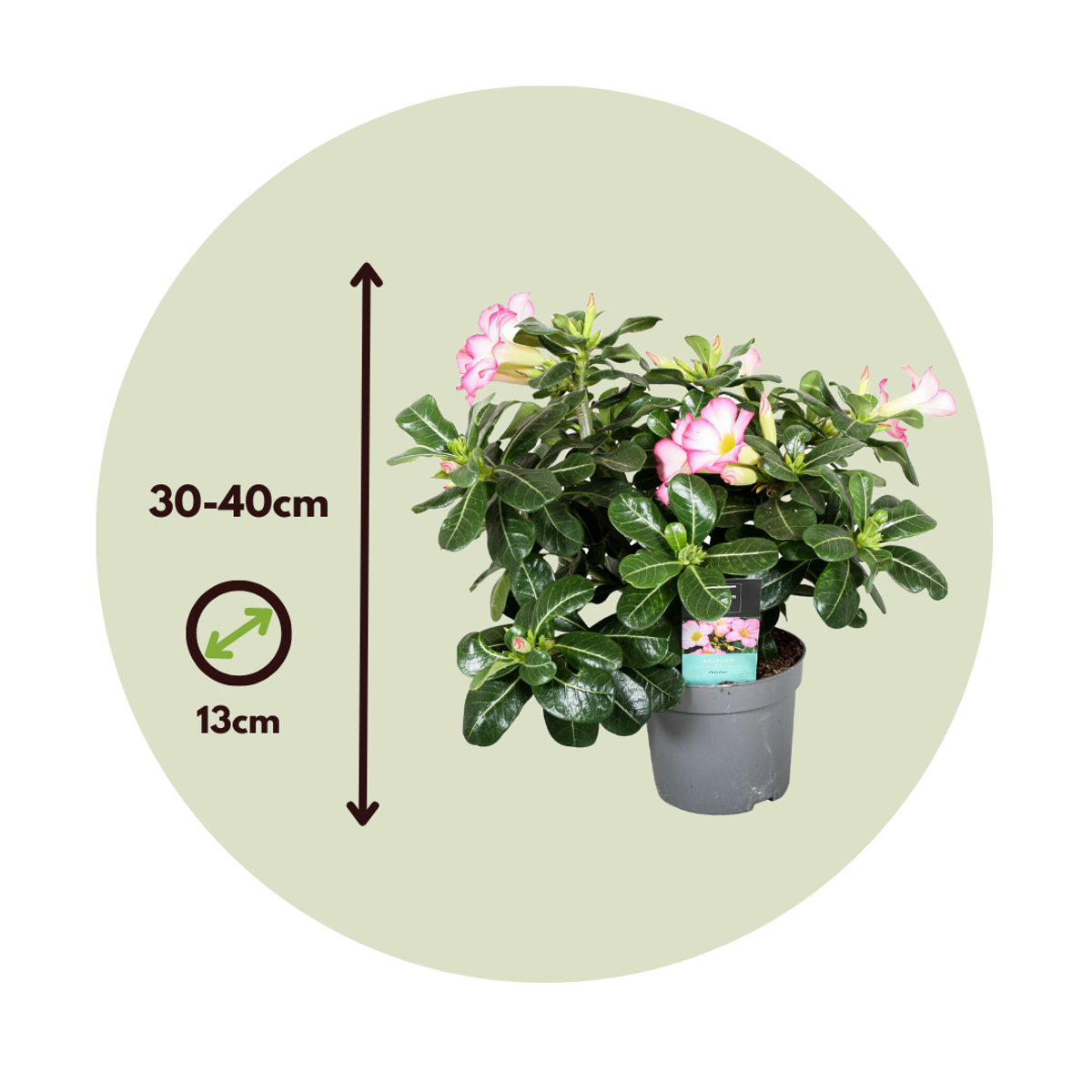 Desert Rose Plant Adenium Obesum Pink Star - Height 30-45cm