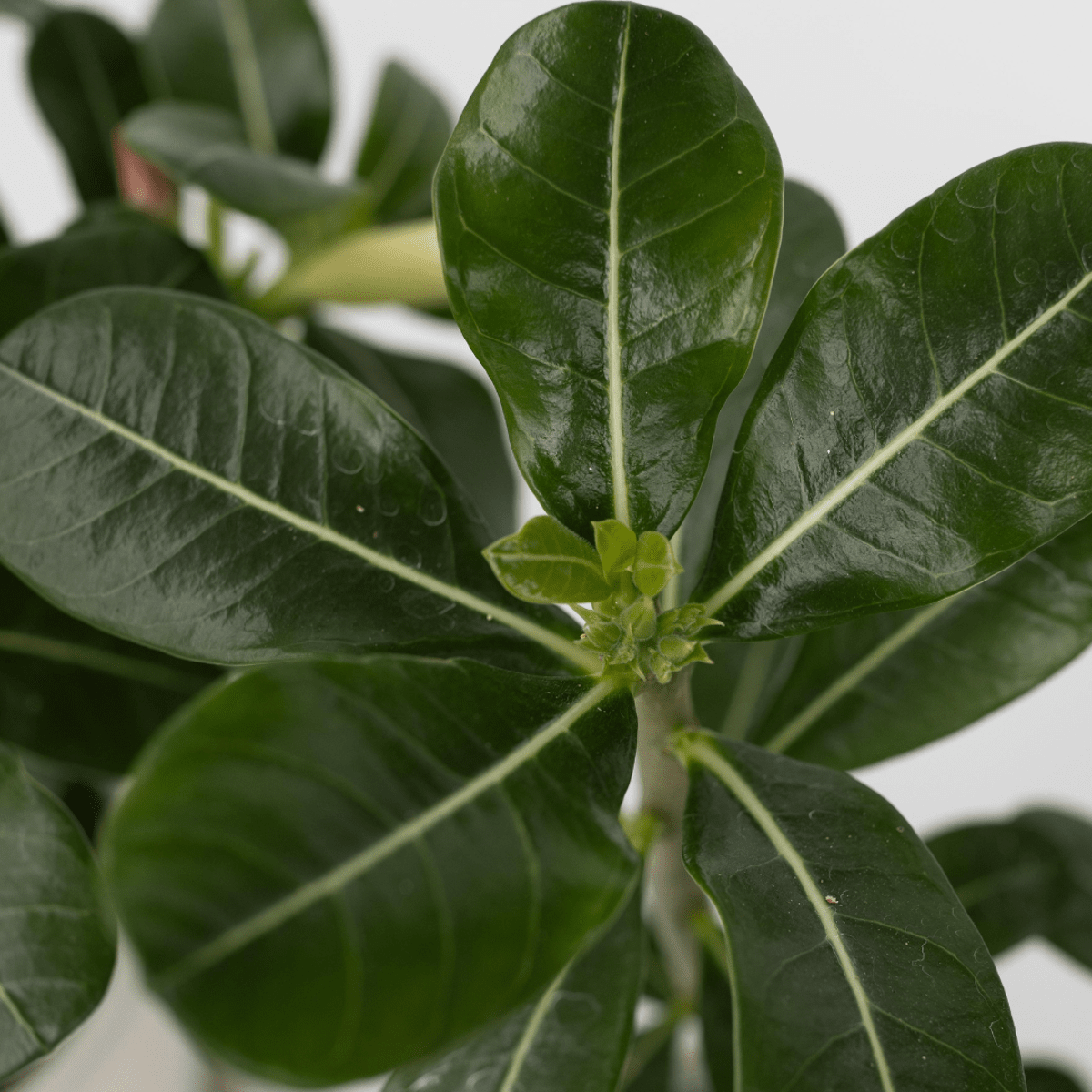 4513132_Closeup_02_sq_32ae35a7-1835-4d3b-99b6-5f75be20fcb6