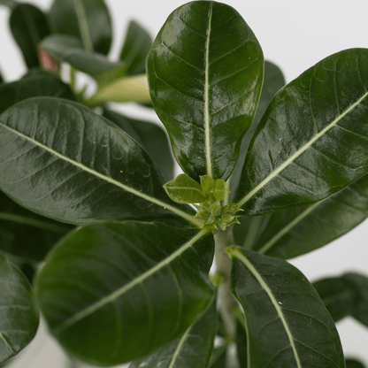 4513132_Closeup_02_sq_32ae35a7-1835-4d3b-99b6-5f75be20fcb6