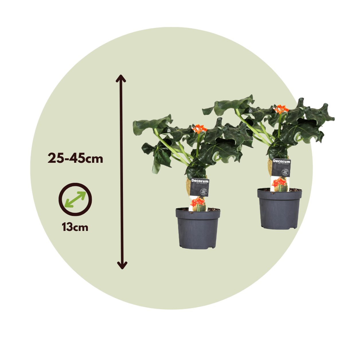 4514132_Size_Indicator_1_3428b3f0-dd1d-4d49-9850-da0287c10e67