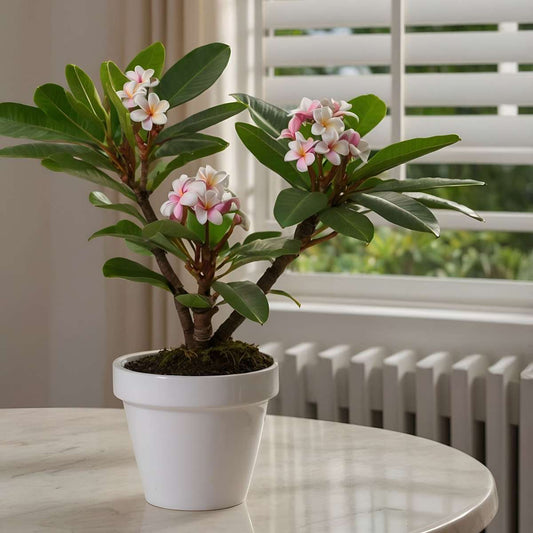 Frangipani Plumeria Rubra Plant - Height 45-55cm