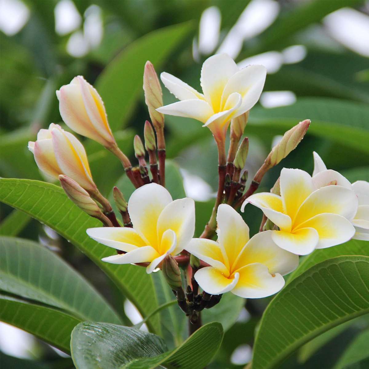 Frangipani Plumeria Rubra Plant - Height 45-55cm