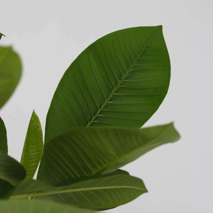 4517172_Closeup_01_SQ_10d9cc96-feaa-41c4-acae-1054d9486862