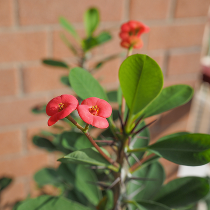 Crown of Thorns Plant - Euphorbia Milii - Height 25-35cm