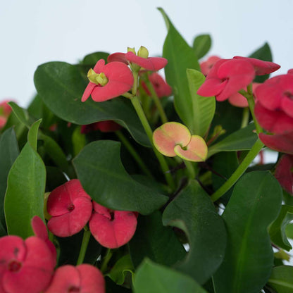 Crown of Thorns Plant - Euphorbia Milii - Height 25-35cm