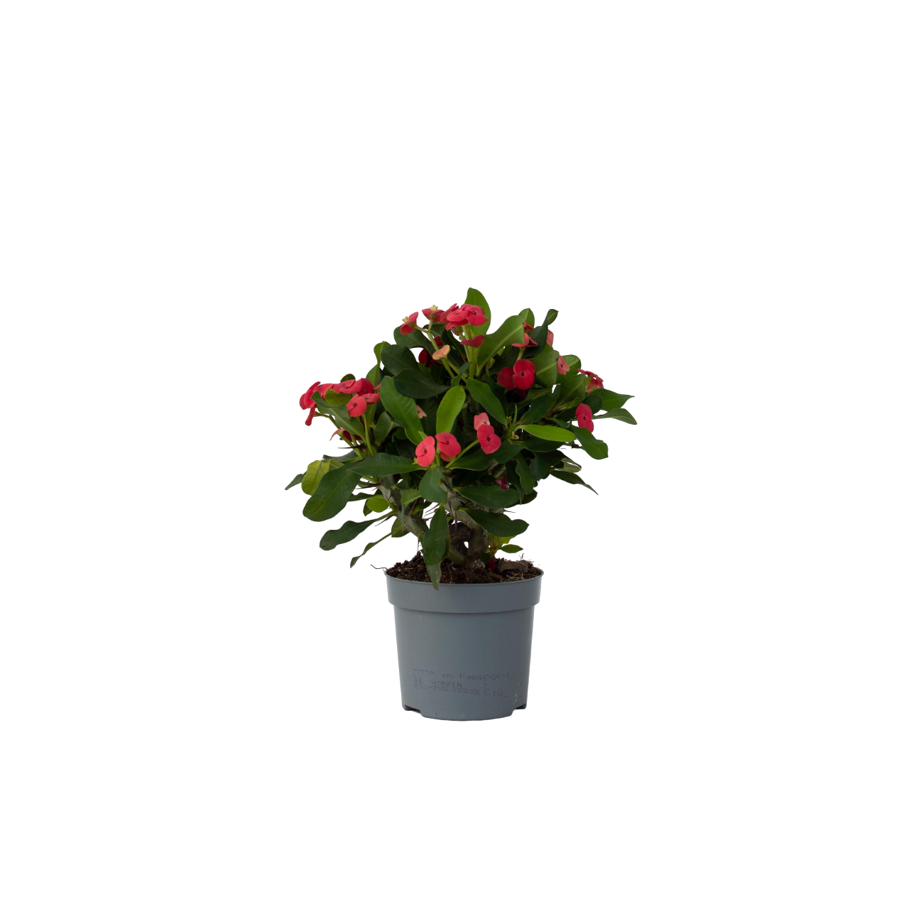 Crown of Thorns Plant - Euphorbia Milii - Height 25-35cm