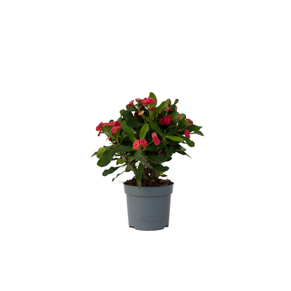 Crown of Thorns Plant - Euphorbia Milii - Height 25-35cm