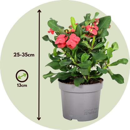 Crown of Thorns Plant - Euphorbia Milii - Height 25-35cm