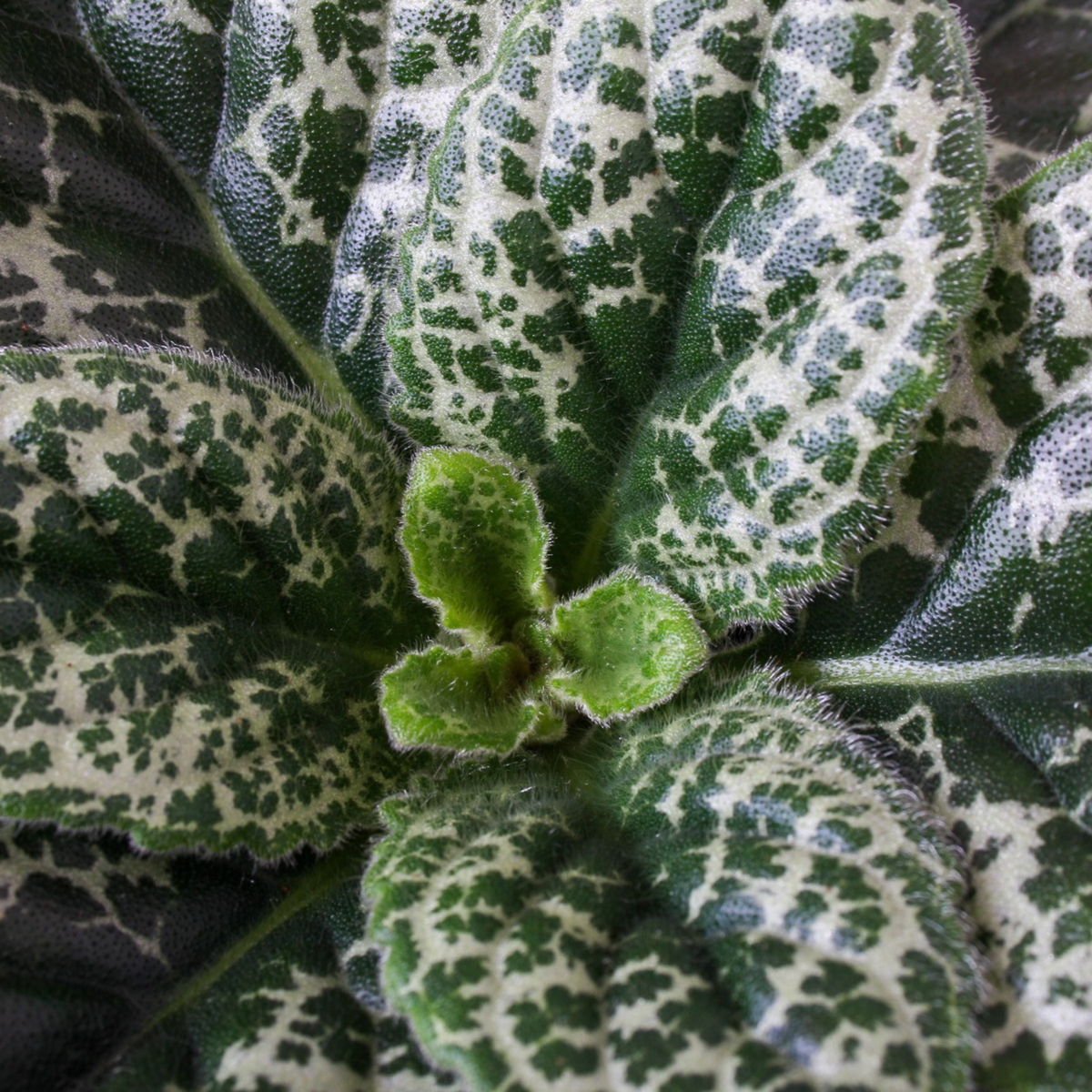 Cape Primrose Streptocarpus Pretty Turtle Plant - Height 25-35cm