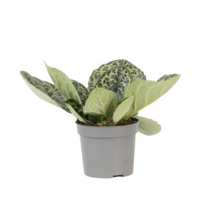 Cape Primrose Streptocarpus Pretty Turtle Plant - Height 25-35cm