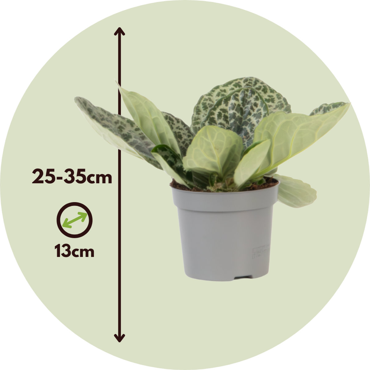 Cape Primrose Streptocarpus Pretty Turtle Plant - Height 25-35cm