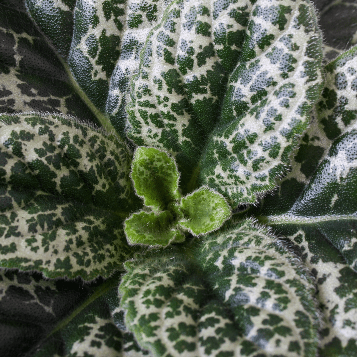 4544132_Closeup_01_SQ_bf083883-df76-4693-8d83-01824a2a64e0