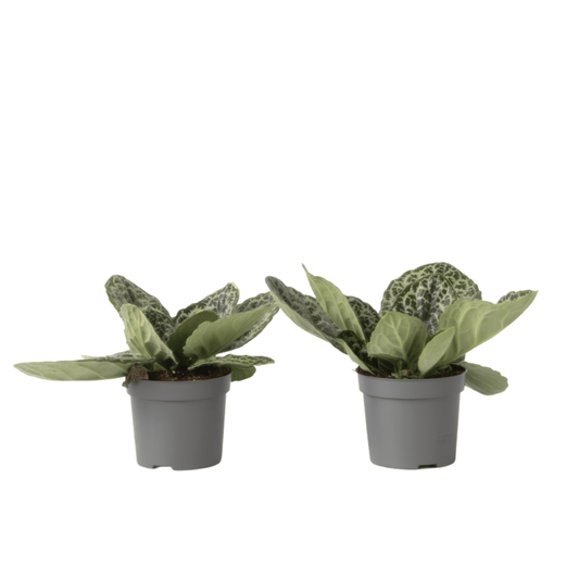 4544132_Productimage_02_SQ