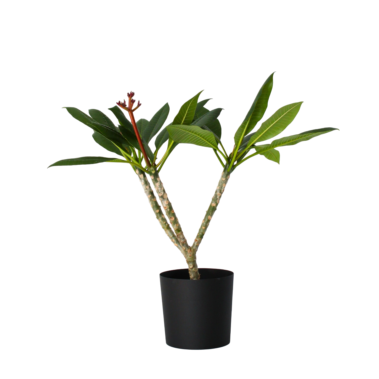 White Frangipani Plumeria Rubra - Height 55-70cm