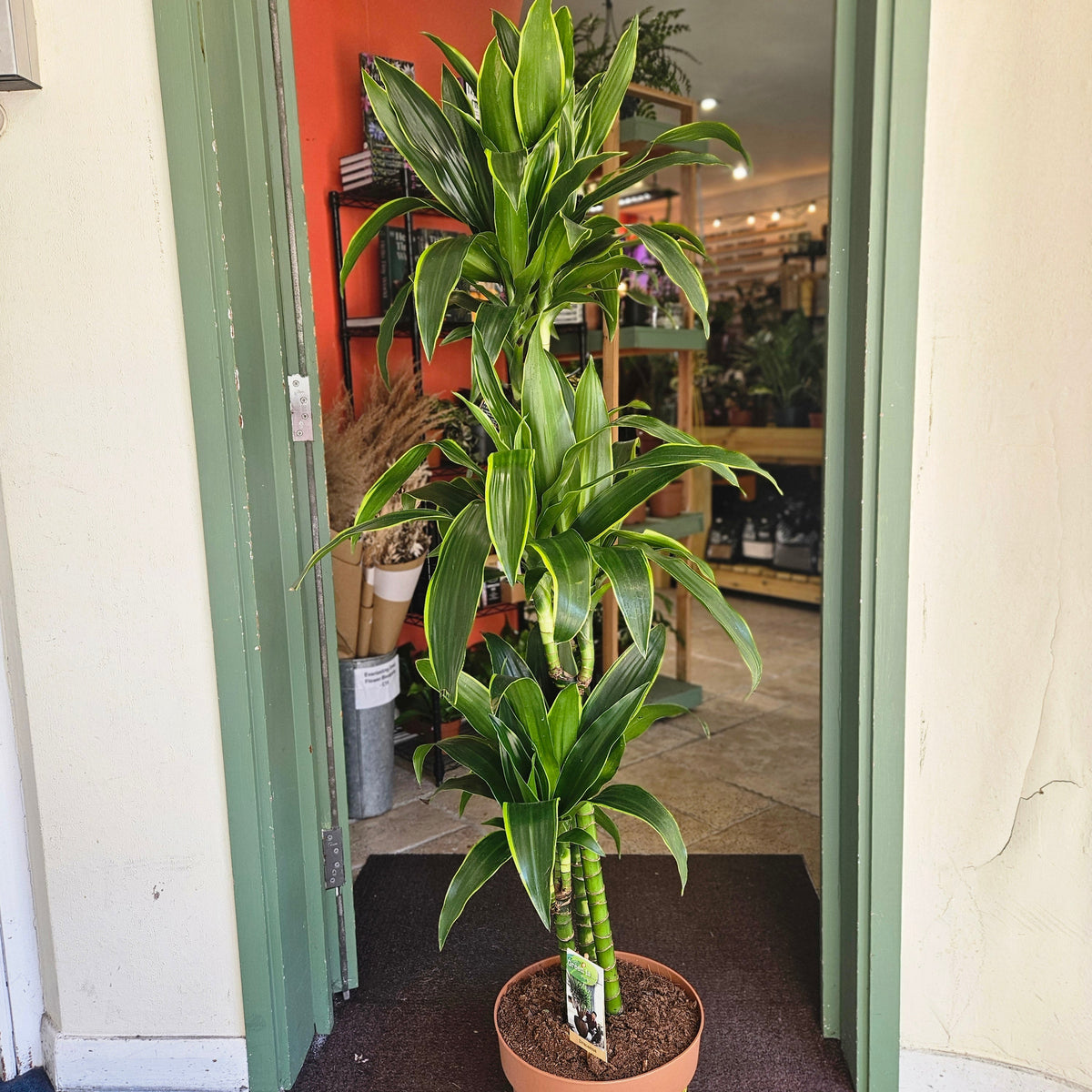 Dracaena fragrans (Corn Plant)