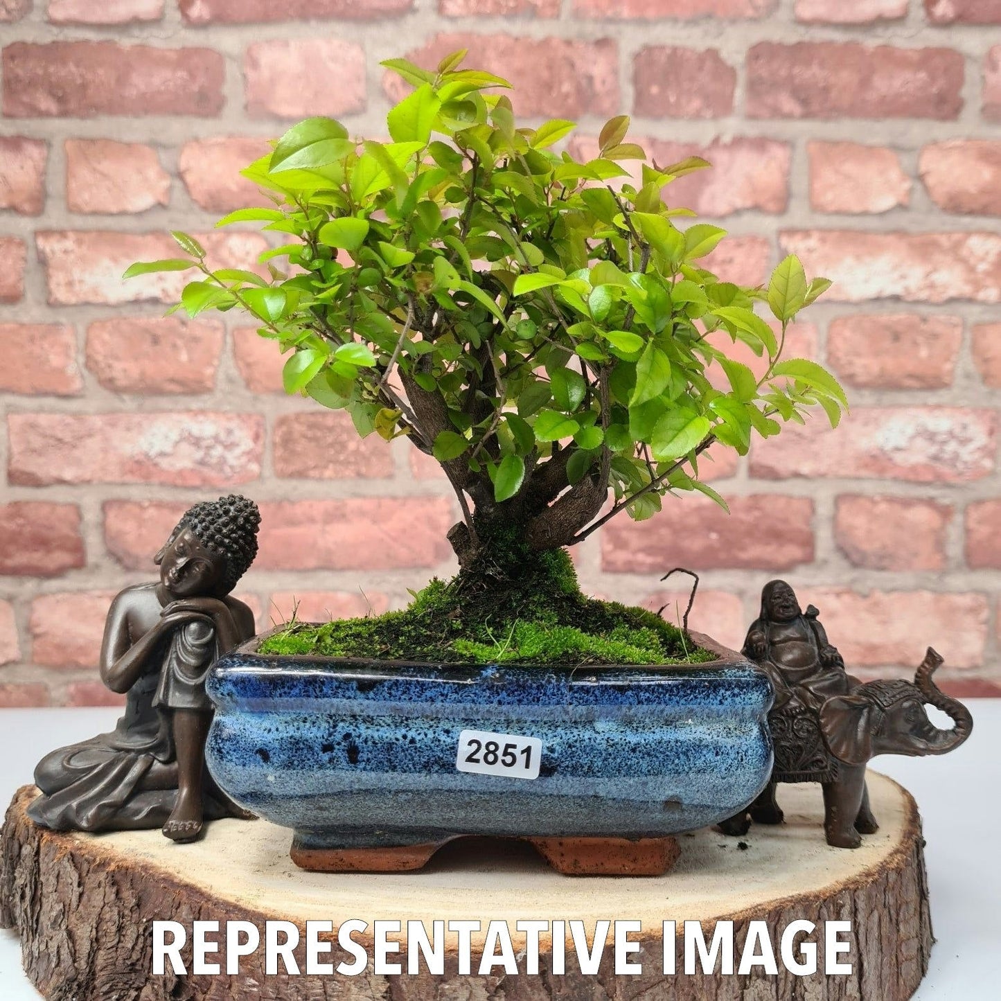 Bird Plum Bonsai Tree - Sagaretia Bonsai Plant in 15cm Pot