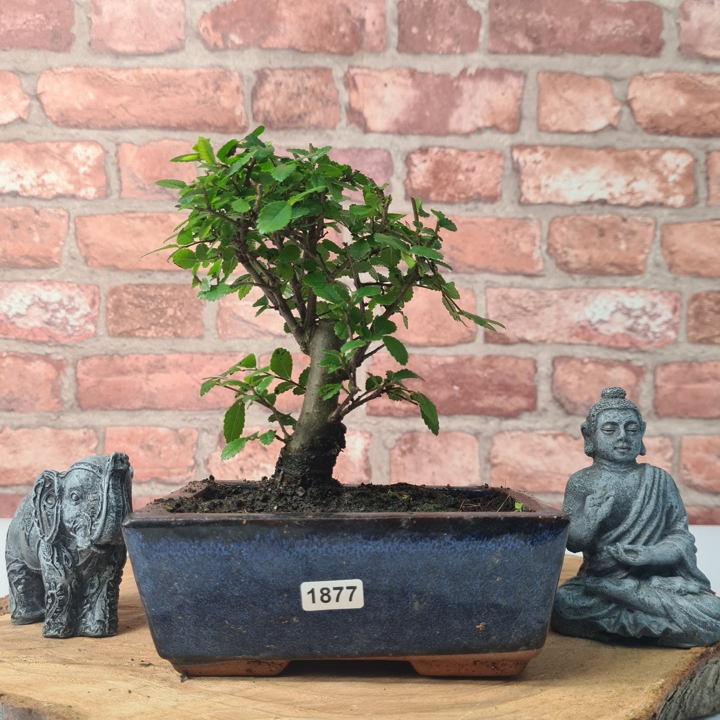 Chinese Elm Bonsai Tree - Bonsai Ulmus Parvifolia In 15cm Pot