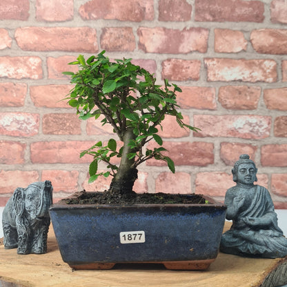 Chinese Elm Bonsai Tree - Bonsai Ulmus Parvifolia In 15cm Pot