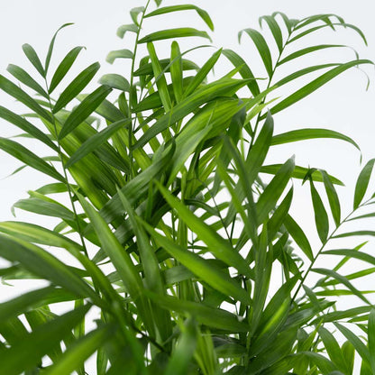 4715201_Closeup_01_SQ