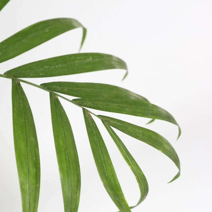 4715202_Closeup_01_SQ_b385dec3-1deb-463d-bd9a-b3f78ec9676d