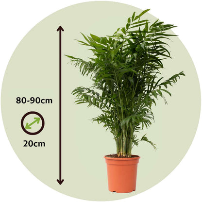 4715202_Size-Indicator_01_7f4d99ce-b20d-4ba9-9173-315fca51b43d