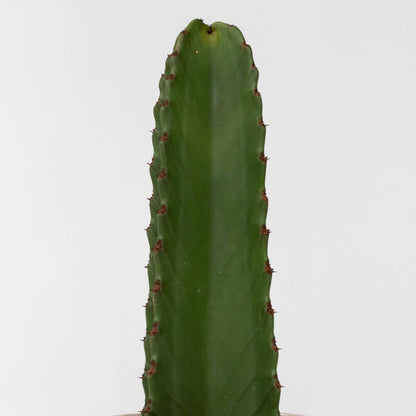 Candelabra Tree Cactus - Euphorbia Ingens - Height 40-50cm