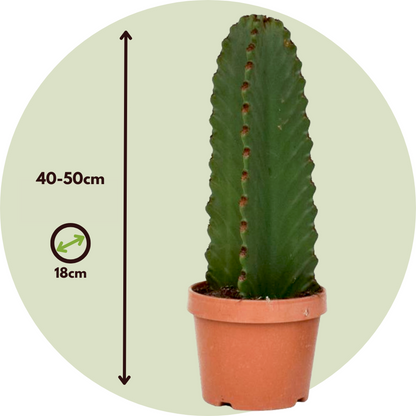 Candelabra Tree Cactus - Euphorbia Ingens - Height 40-50cm