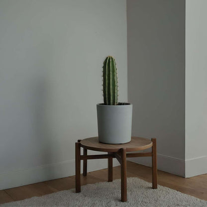 Candelabra Tree Cactus - Euphorbia Ingens - Height 40-50cm