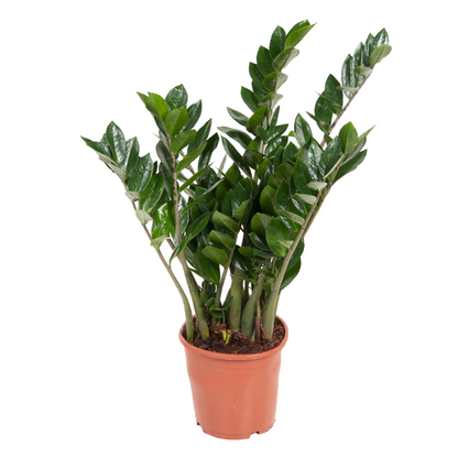 ZZ Plant Zamioculcas Emerald Palm - Height 70-80cm