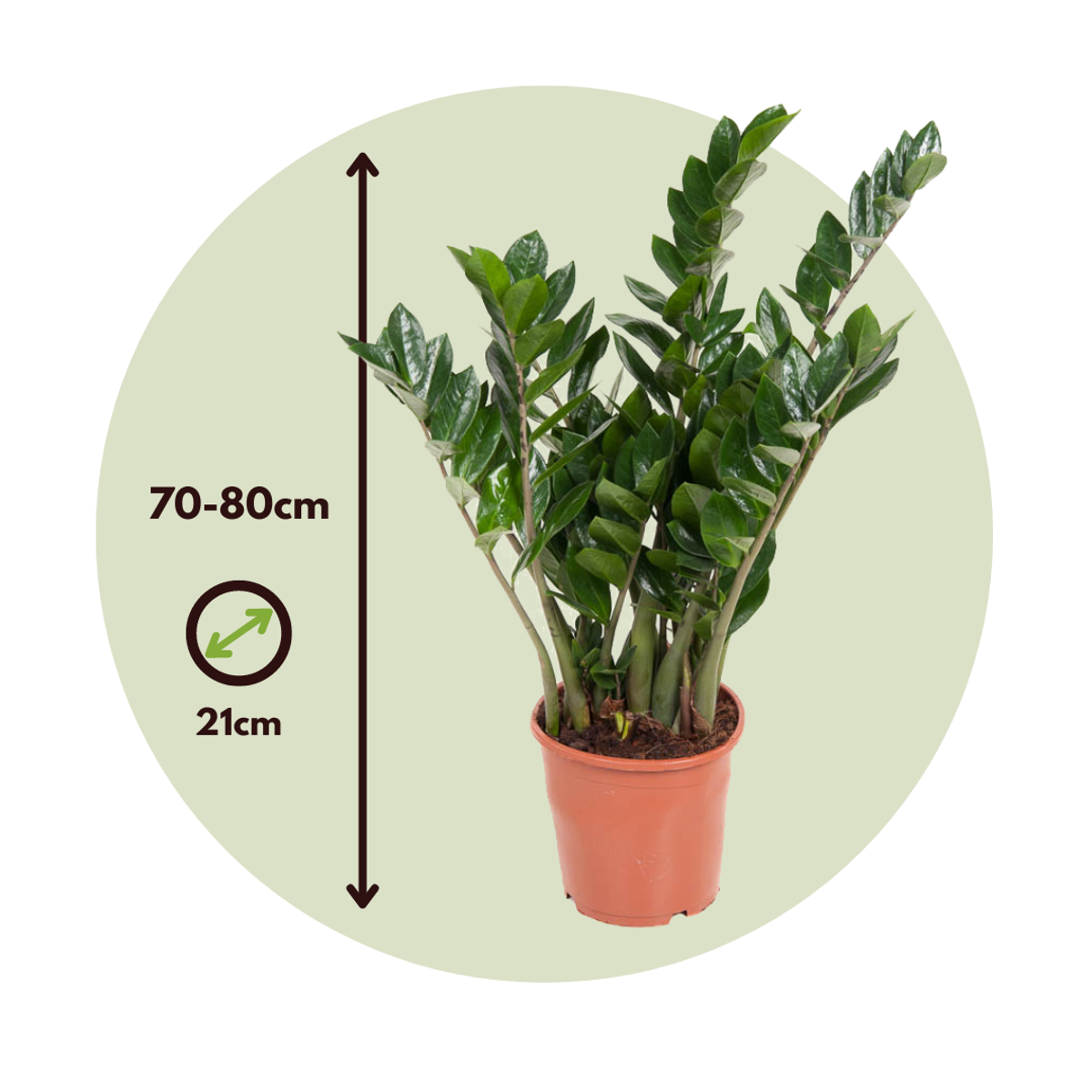 ZZ Plant Zamioculcas Emerald Palm - Height 70-80cm