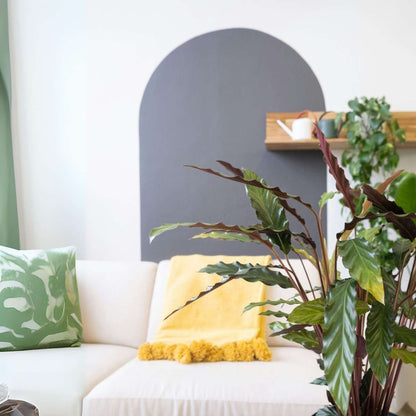 Large Calathea Rufibarba Wavestar Prayer Plant - Height 90cm