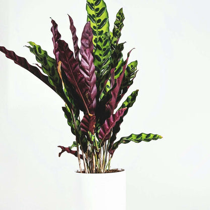 Large Calathea Rufibarba Wavestar Prayer Plant - Height 90cm