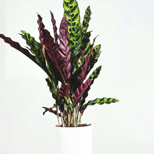 Large Calathea Rufibarba Wavestar Prayer Plant - Height 90cm
