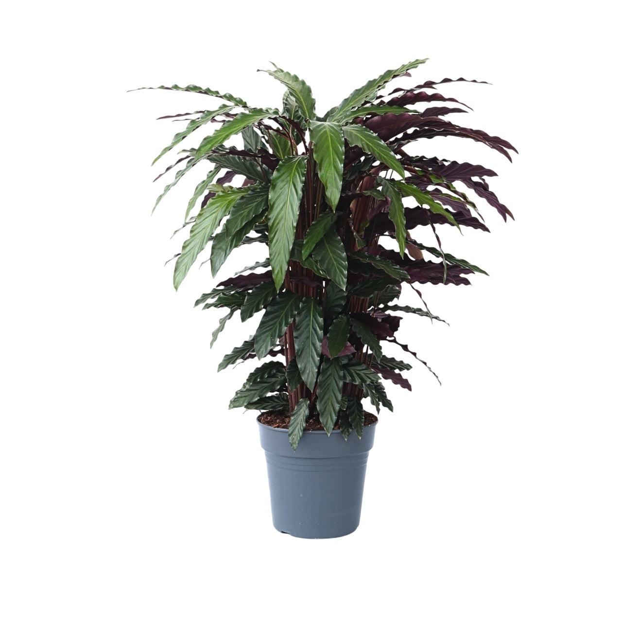 Large Calathea Rufibarba Wavestar Prayer Plant - Height 90cm
