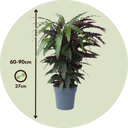 Large Calathea Rufibarba Wavestar Prayer Plant - Height 90cm