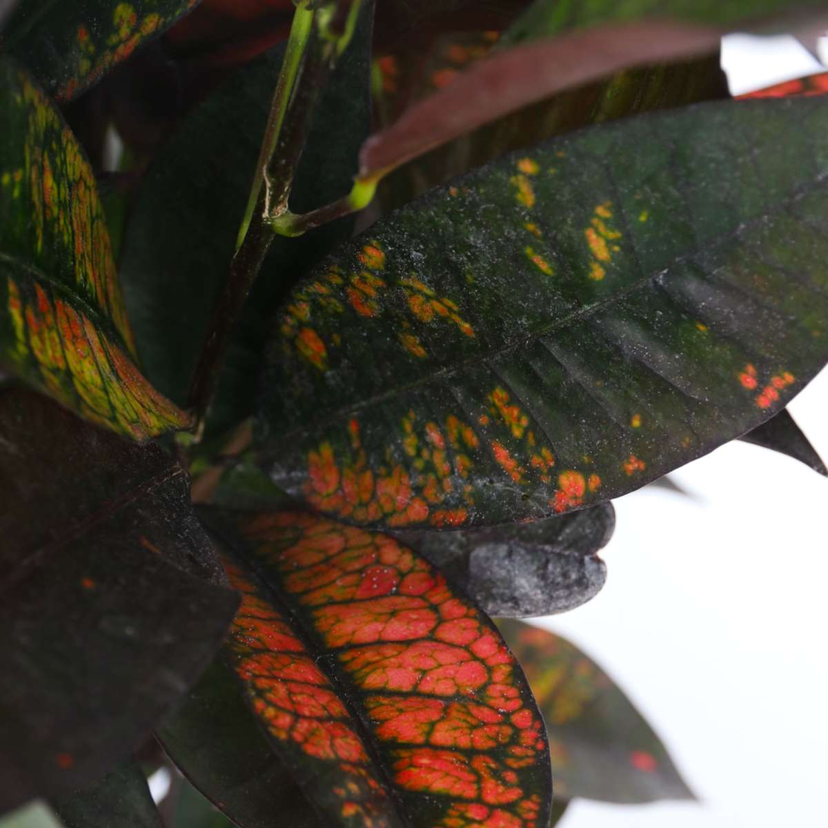 Croton - Codiaeum variegatum 'Mrs. Iceton' - Height 60-70cm - ⌀19cm