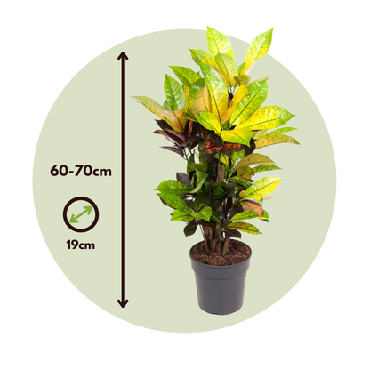 Croton - Codiaeum variegatum 'Mrs. Iceton' - Height 60-70cm - ⌀19cm