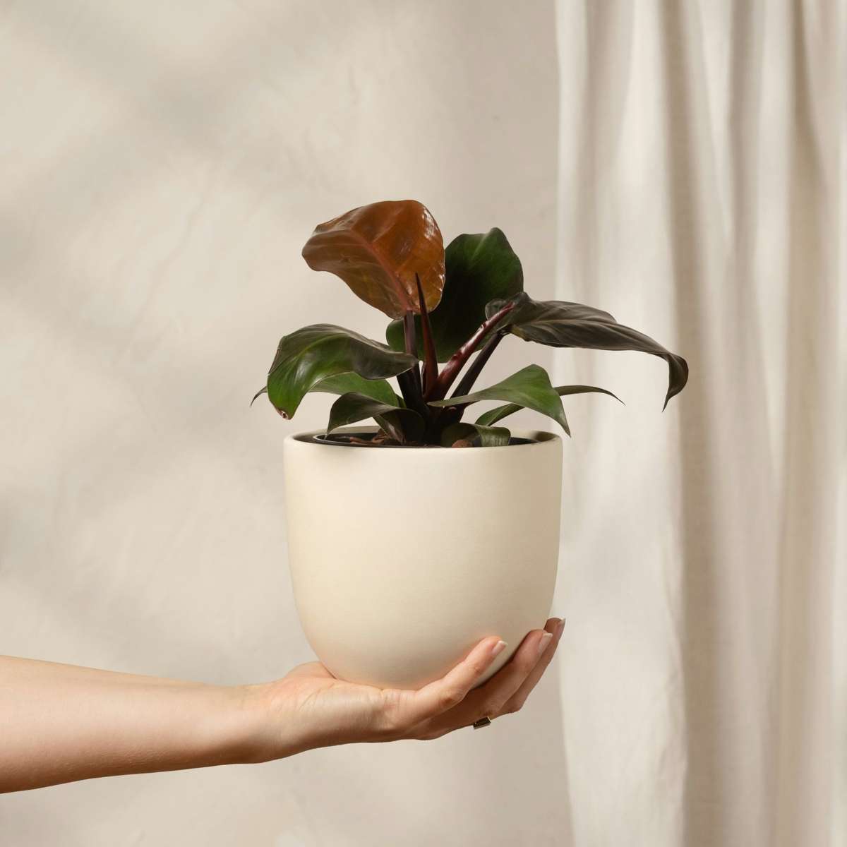 Philodendron Imperial Red Plant Sweetheart Plant - Height 50cm