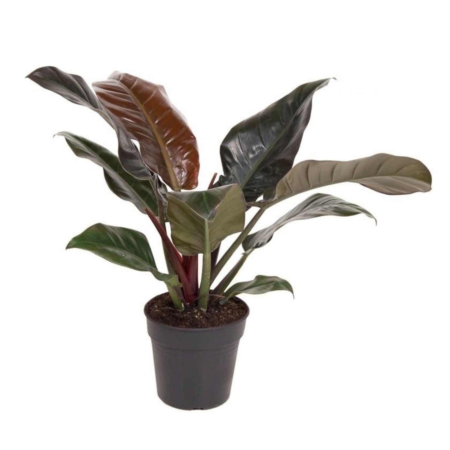 Philodendron Imperial Red Plant Sweetheart Plant - Height 50cm