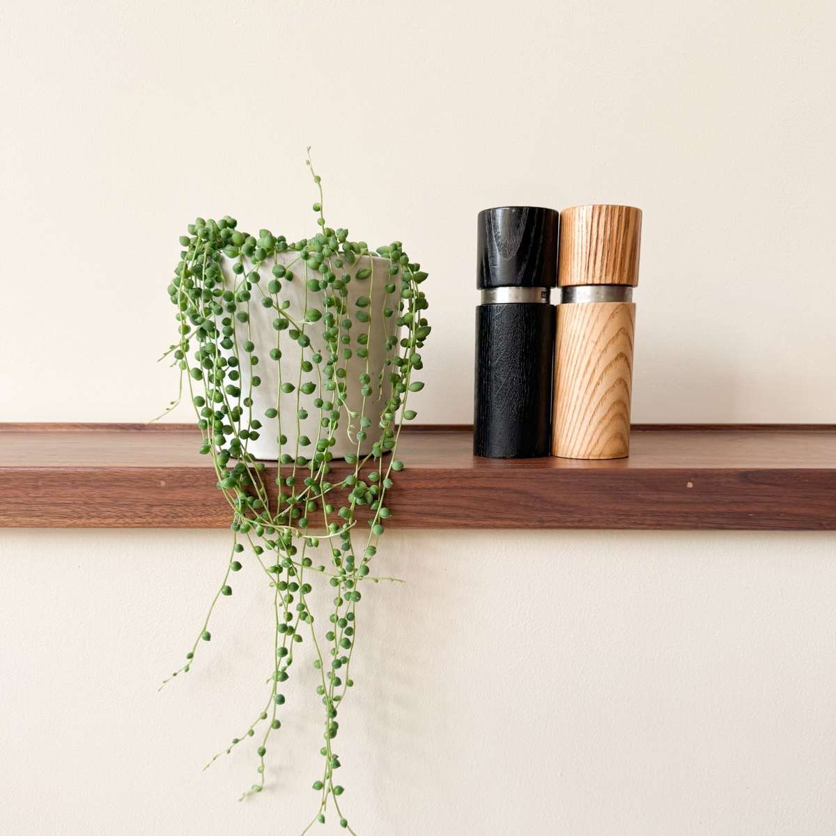 Senecio Rowleyanus String of Pearls Plant - Height 10-20cm