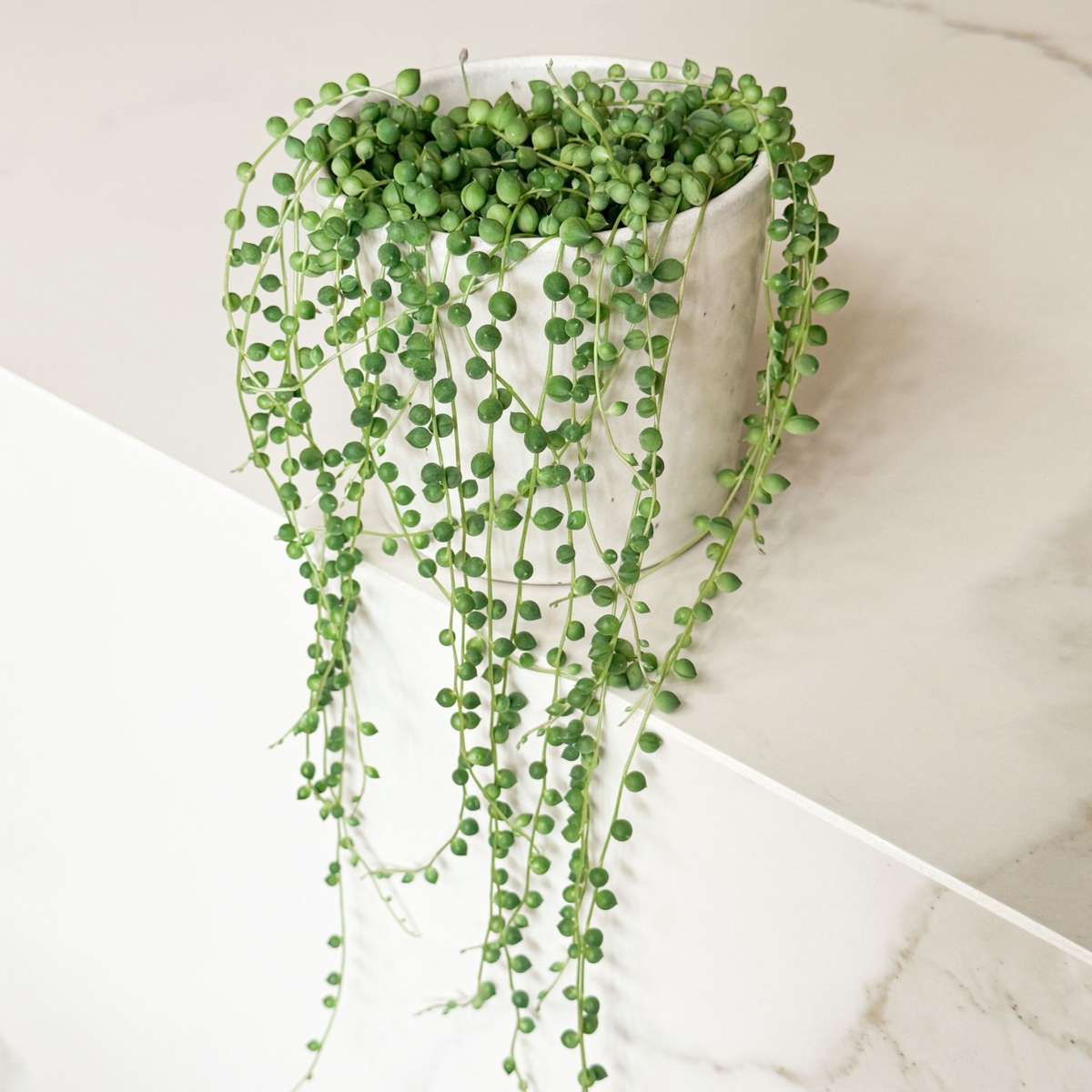 Senecio Rowleyanus String of Pearls Plant - Height 10-20cm