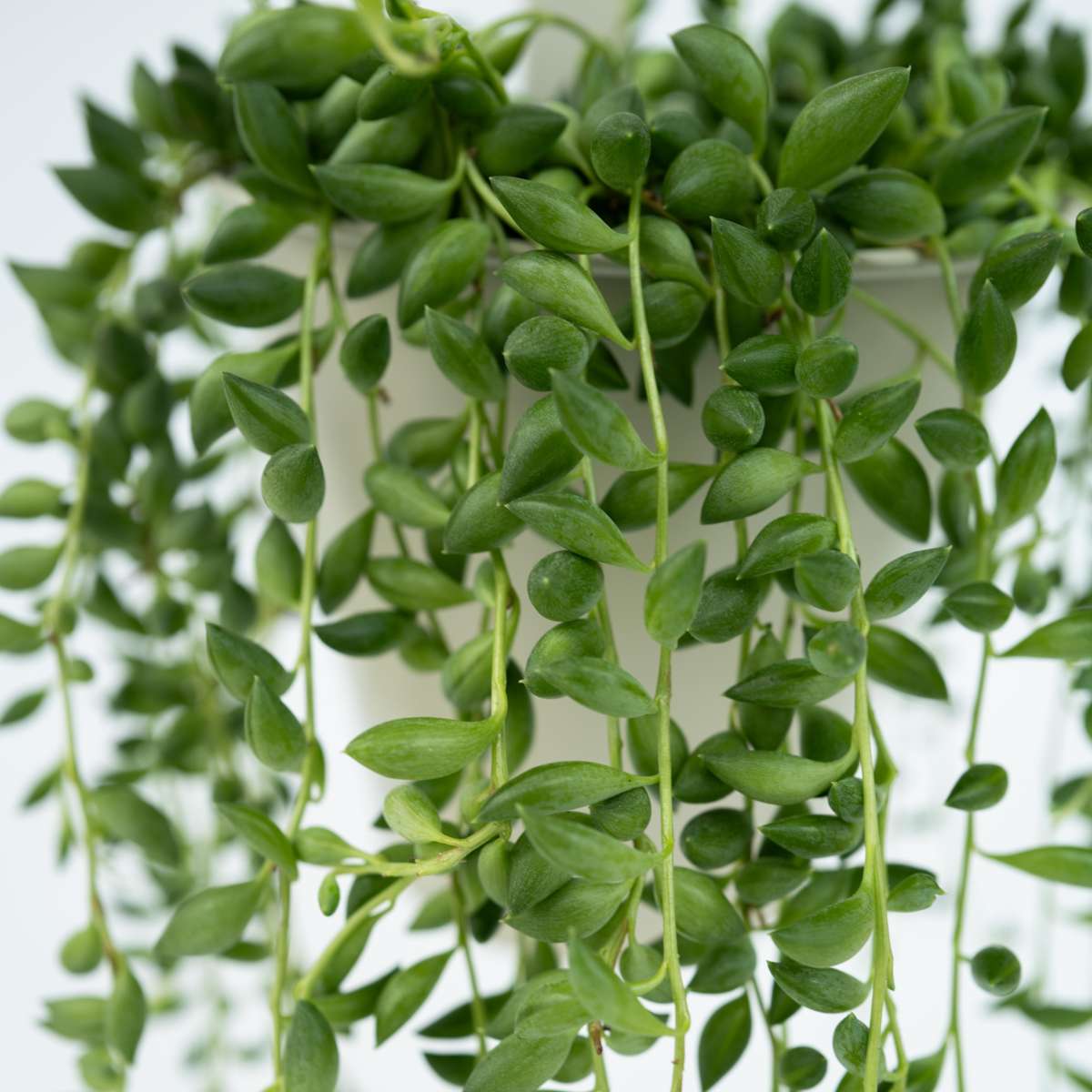 Senecio Rowleyanus String of Pearls Plant - Height 10-20cm