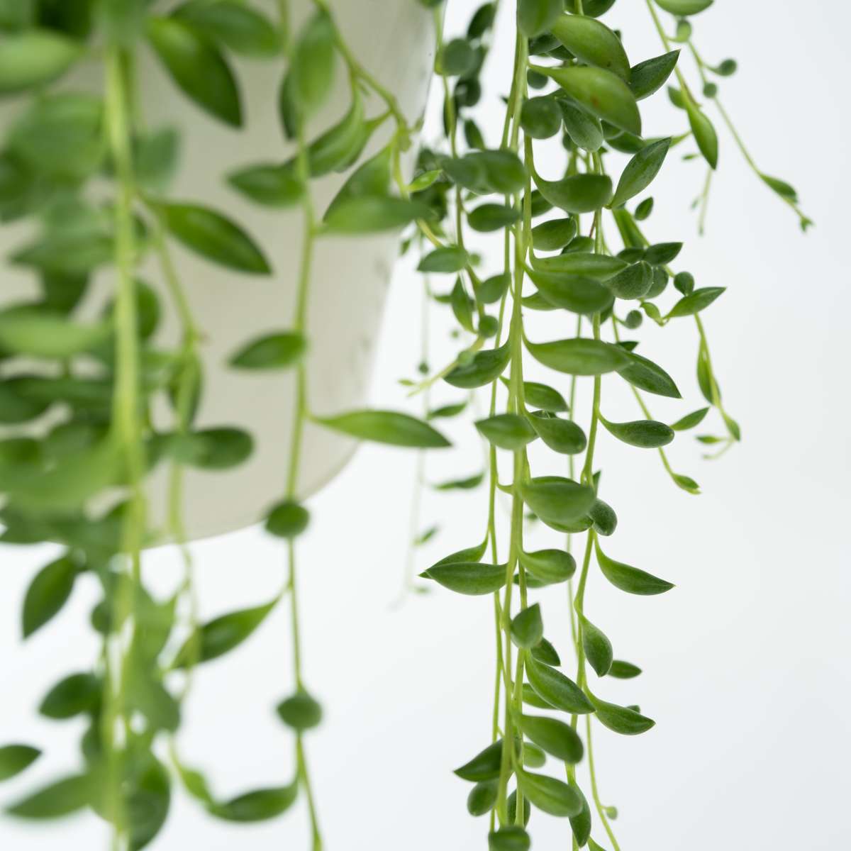 Senecio Rowleyanus String of Pearls Plant - Height 10-20cm